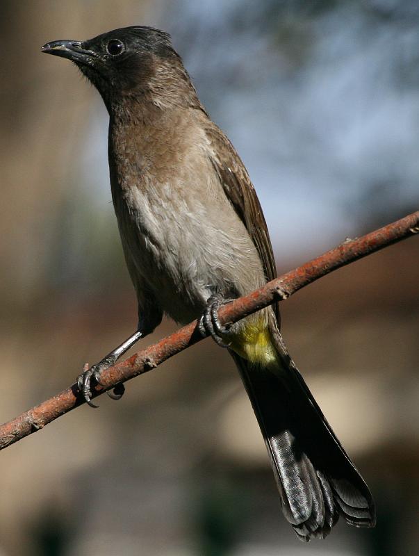 frieda 007.jpg - Swartoogtiptol Besoek 'n wye verskeidenheid habitats, van doringveld tot woudrande, parke en tuine.